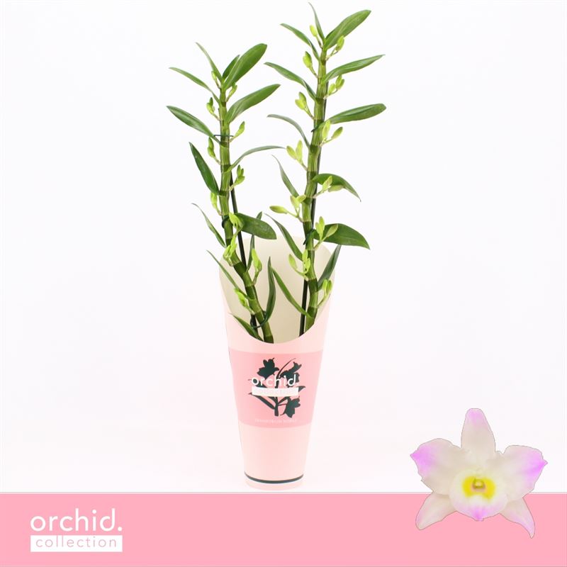 Dendrobium nobile Llilac 65cm 12cm Pot