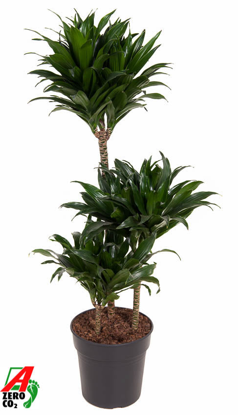 Dracaena fragrans Compacta 60-30-15 90cm 21cm Pot
