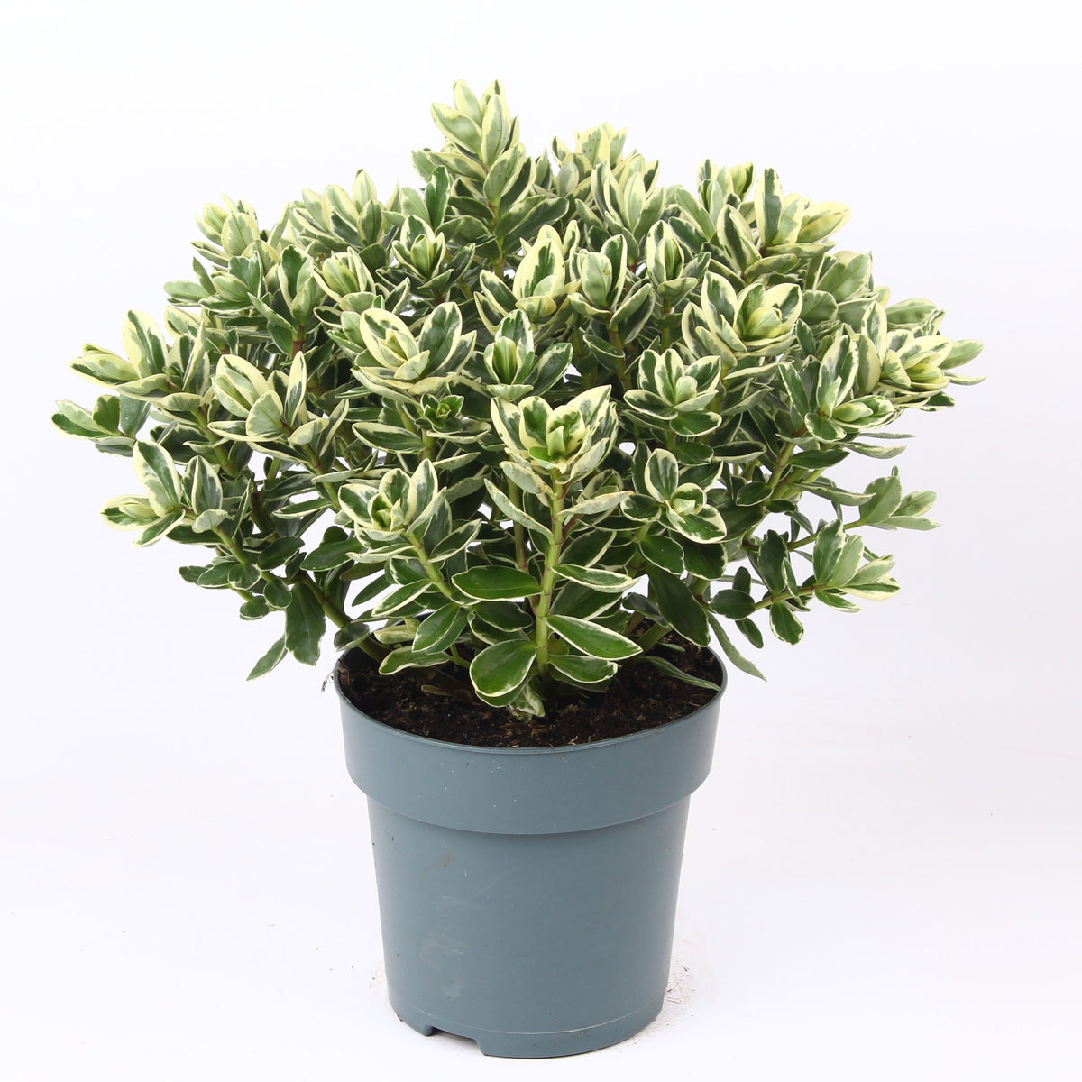 Hebe Katrina 35cm 15cm Pot