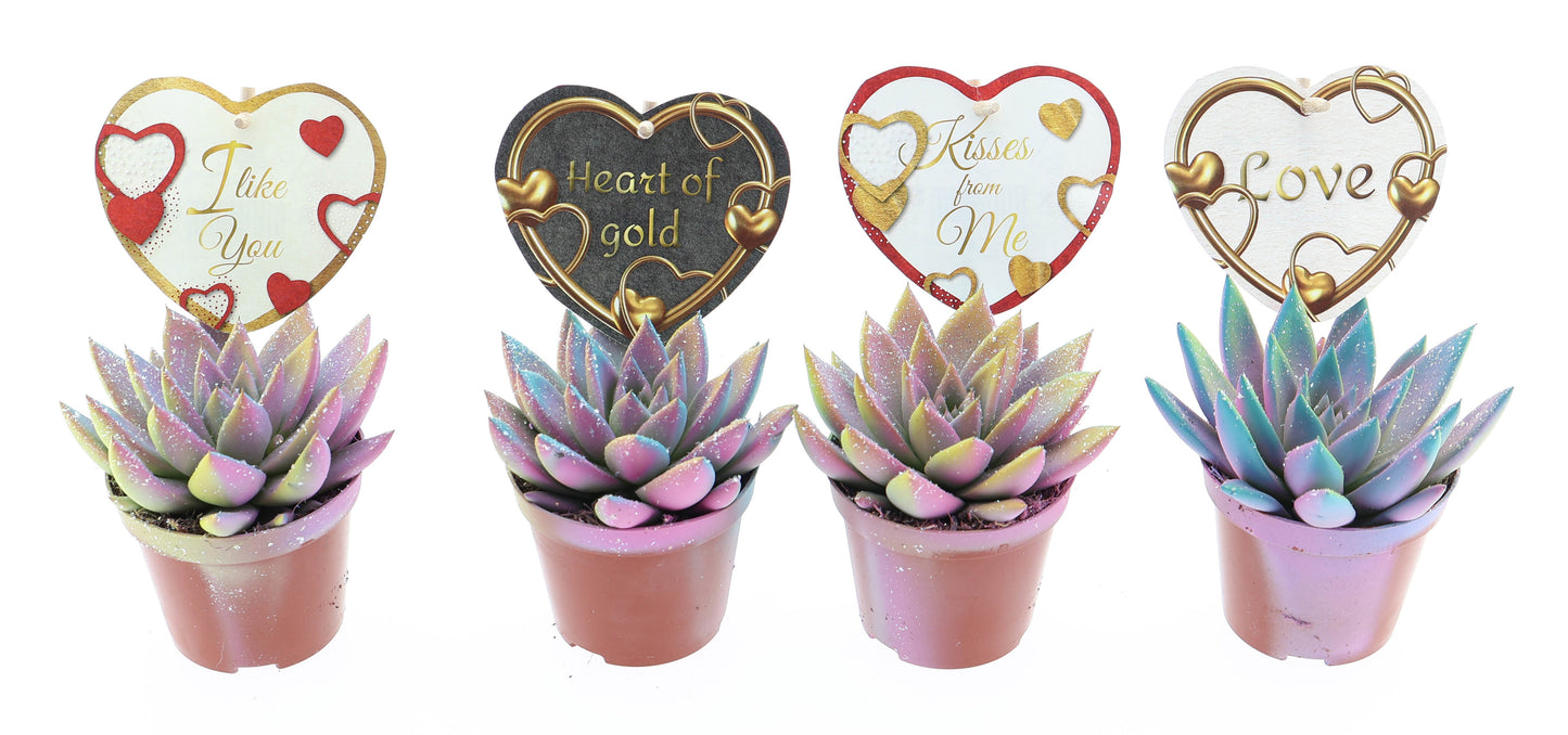 Miranda multi glitter + love etiket 10cm Special Pot (508)