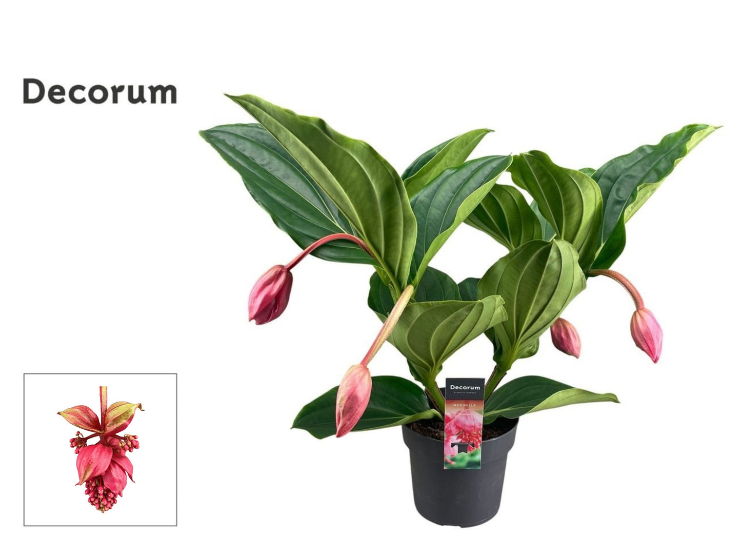 Medinilla Flamenco 55cm 17cm Pot