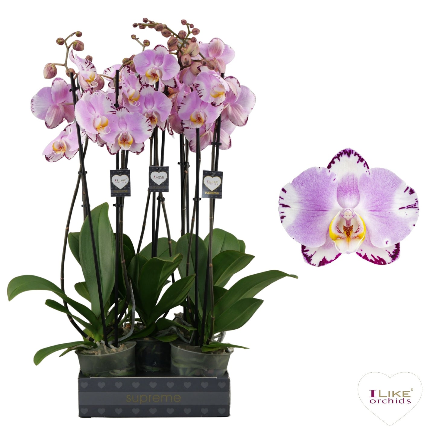 Phalaenopsis Art Nouveau 65cm 12cm Pot