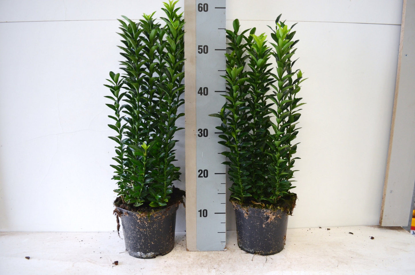 Euonymus Jean Hugues 35cm 17cm Pot