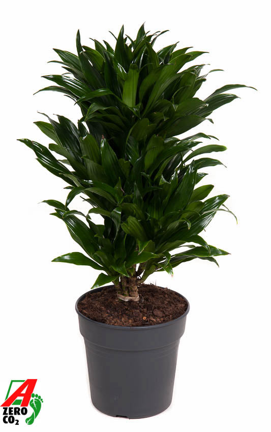 Dracaena fragrans Compacta 70cm 21cm Pot