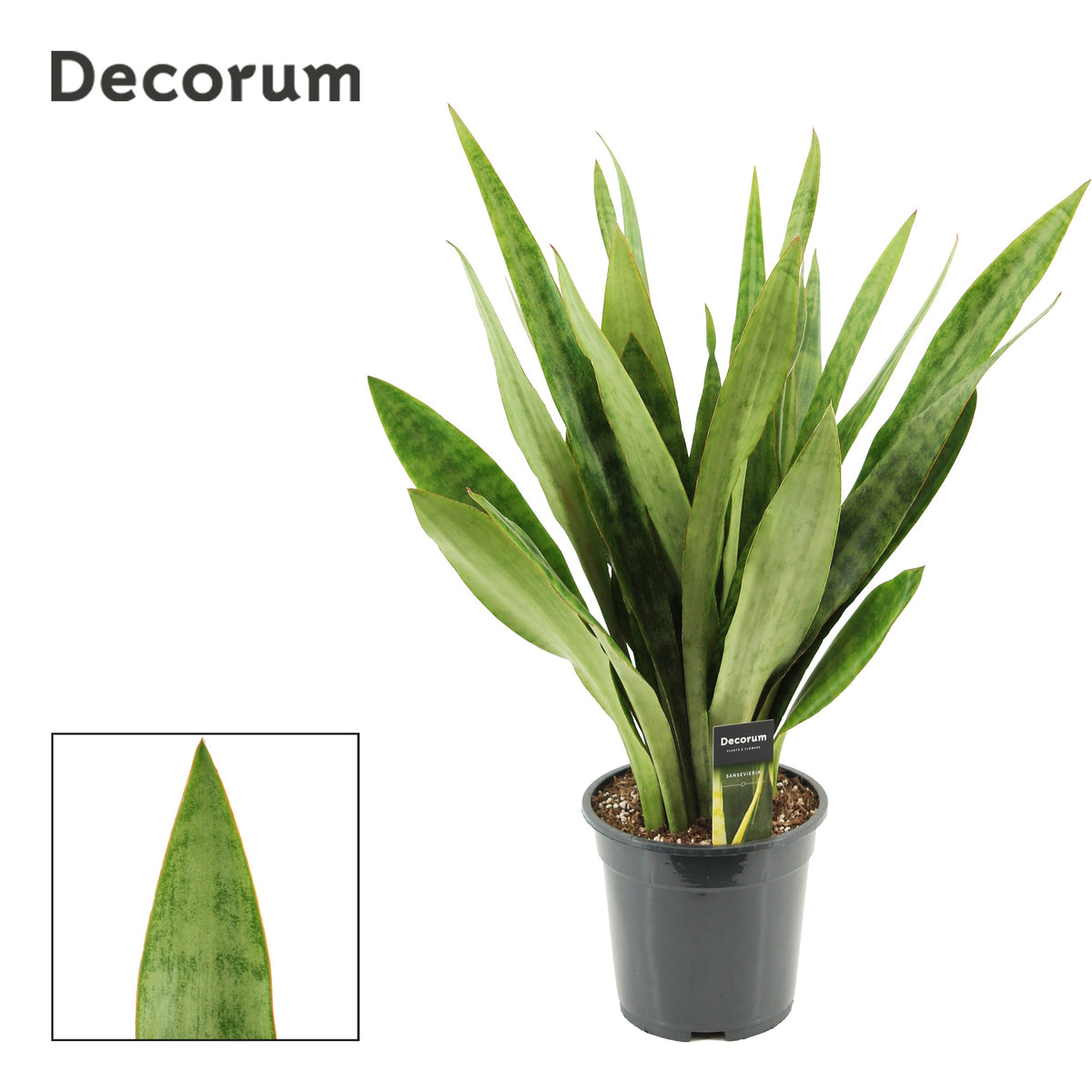 Sansevieria trifasciata 70cm 19cm Pot
