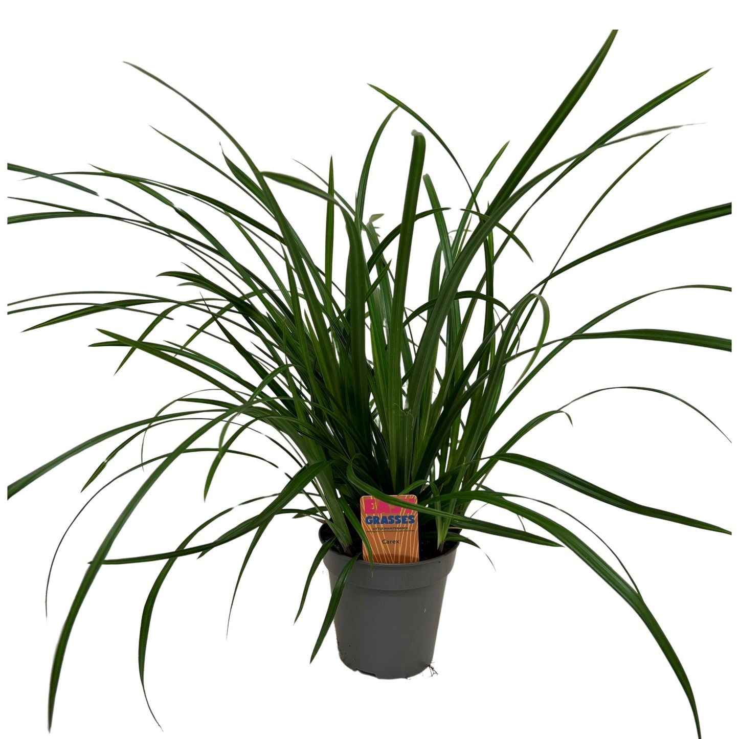 Carex morrowii Irish Green 45cm 13cm Pot