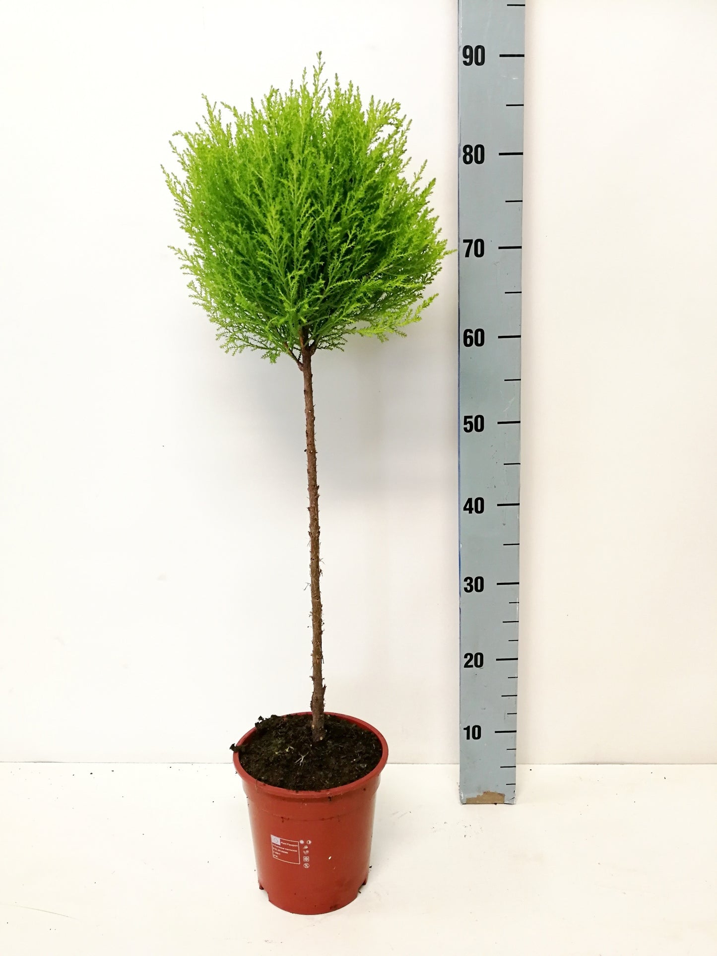 Kwekershof, Fa. Cupressus Goldcrest standard Pack of 6