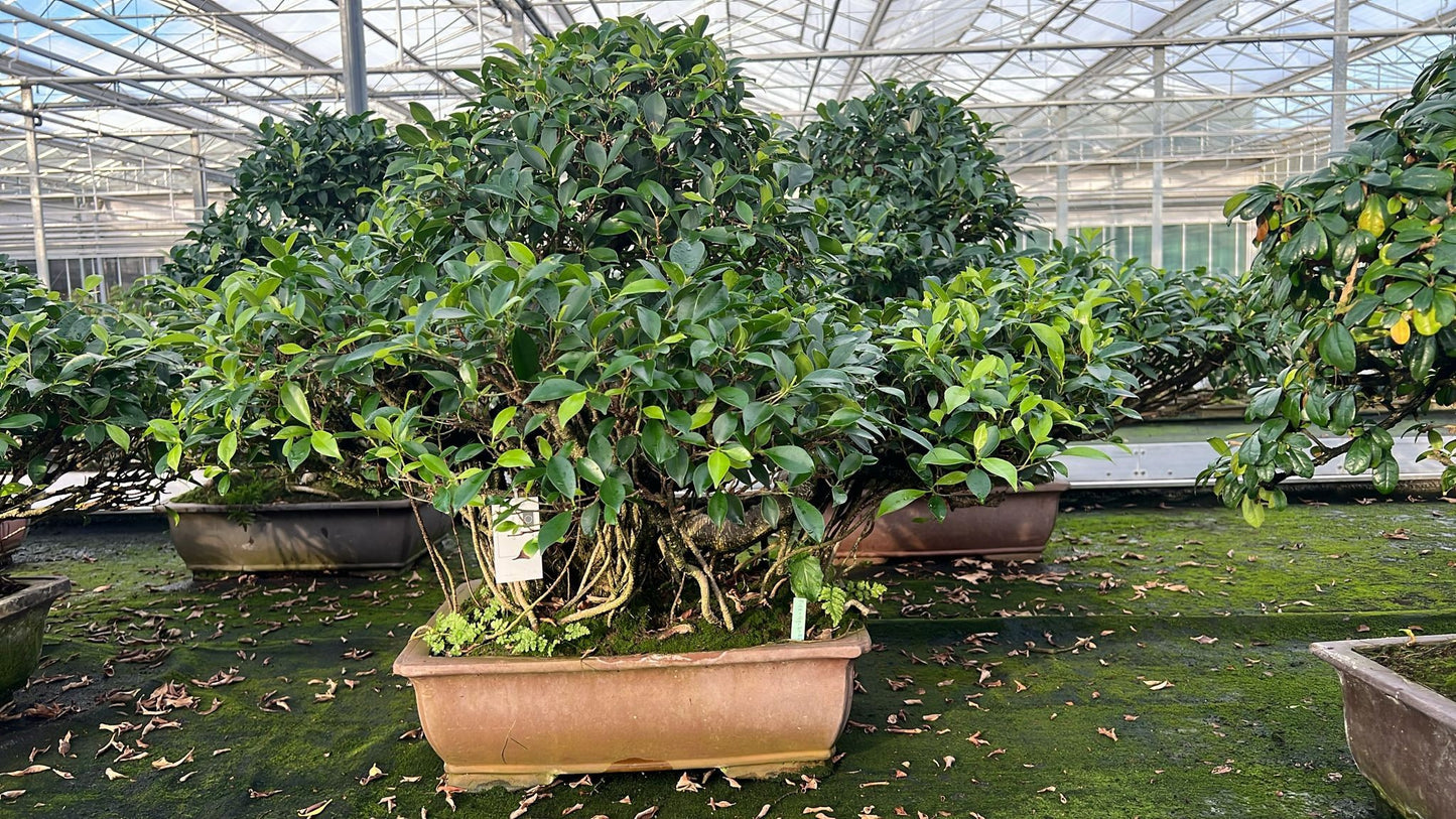 Bonsai Mix 85cm 49cm Pot