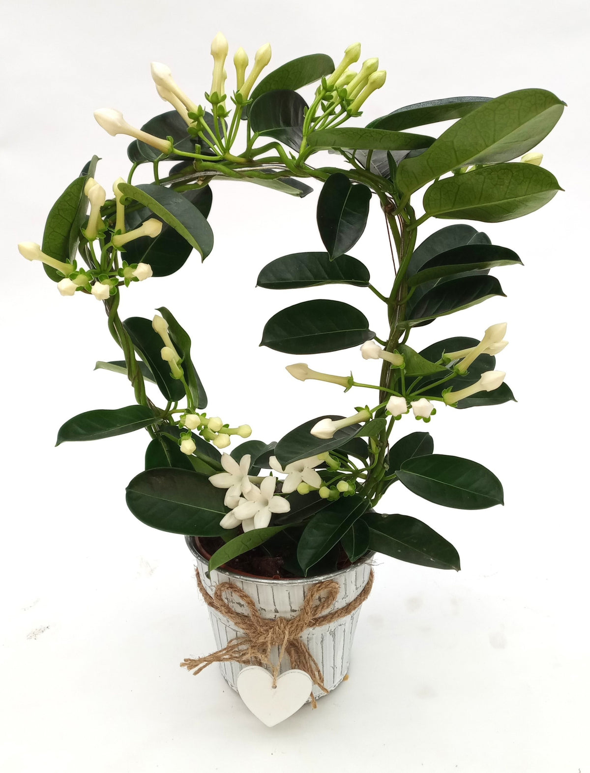 Stephanotis floribunda 45cm 12cm Pot