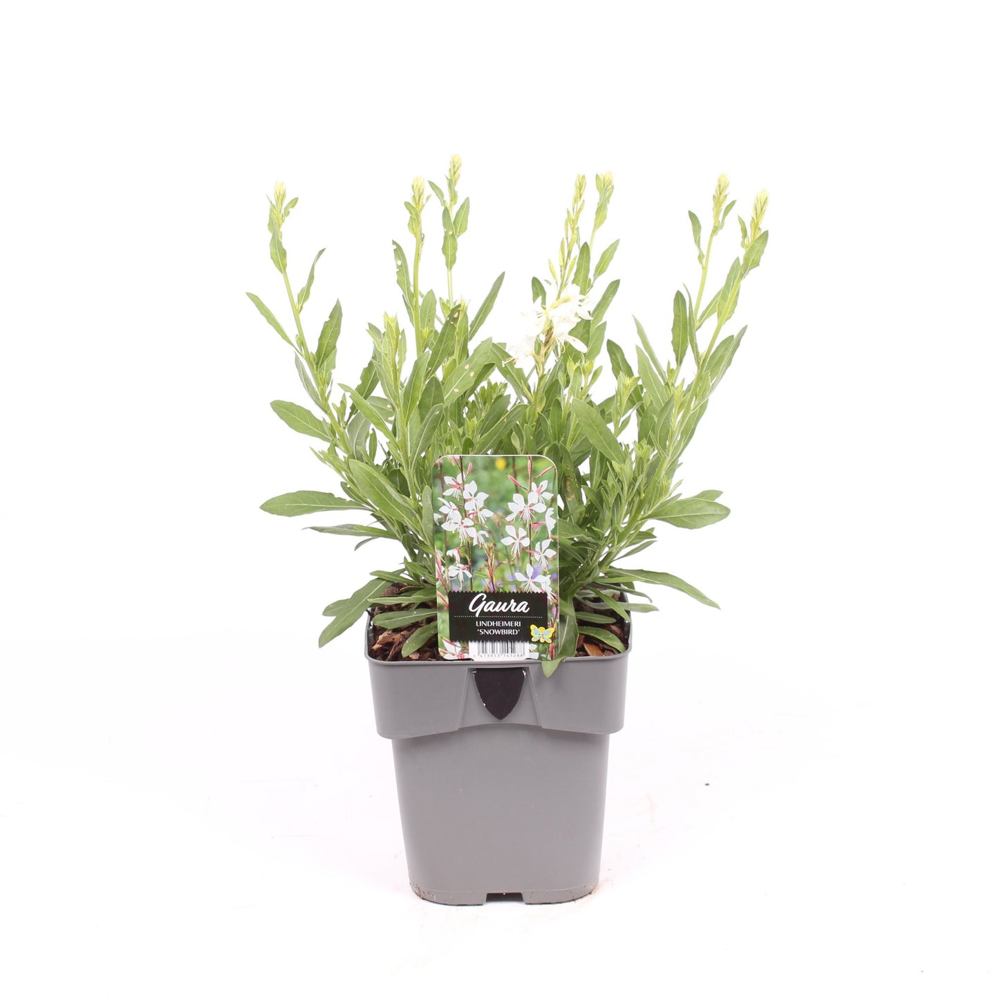 Gaura lindheimeri 40cm 17cm Pot