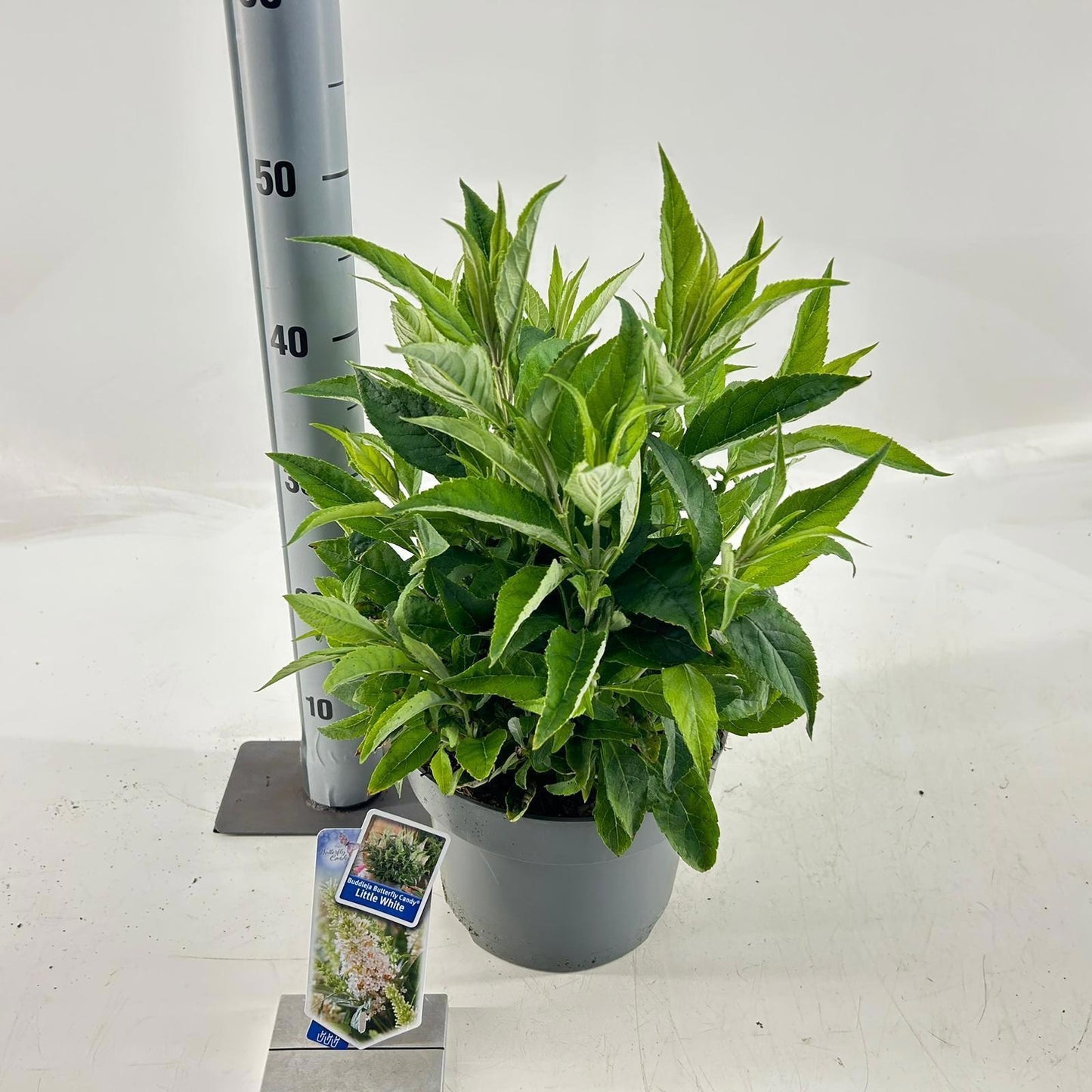 Buddleja Butterfly Candy Little White 40cm 23cm Pot