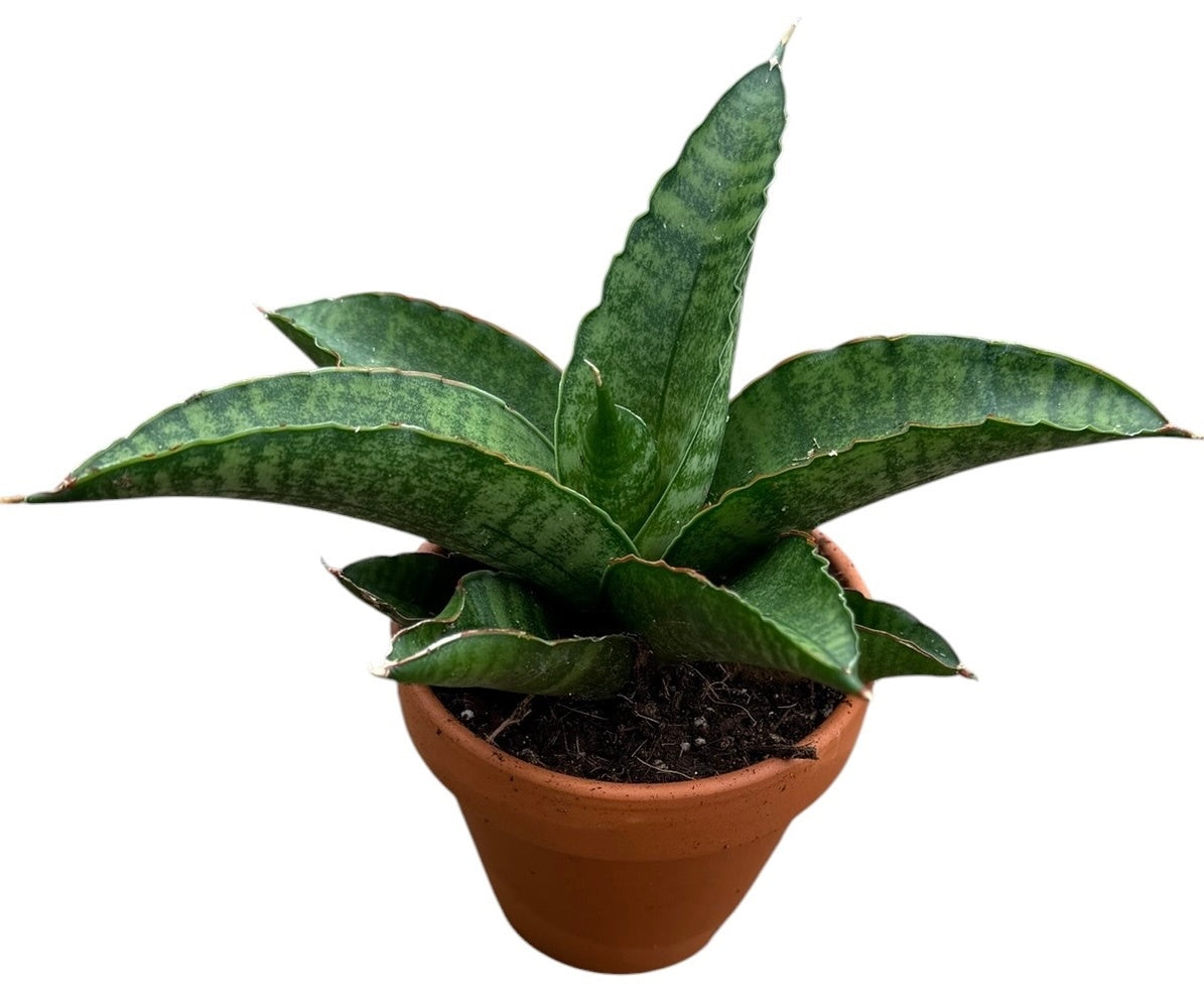 Sansevieria 15cm 8cm Pot