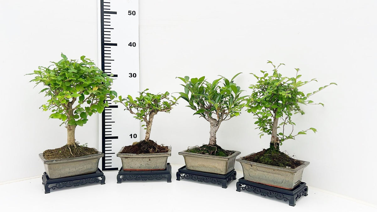 Bonsai mix 25cm 15cm Pot