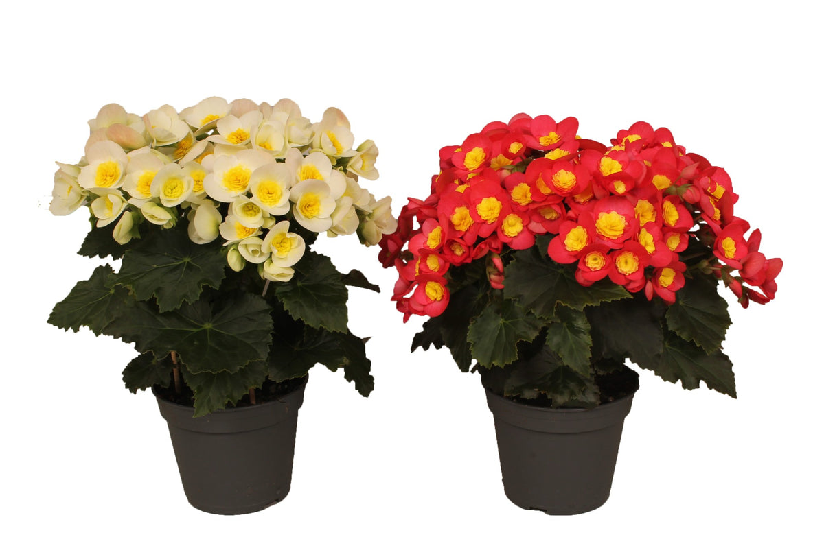 Begonia el. Valentino mix 32cm 14cm Pot