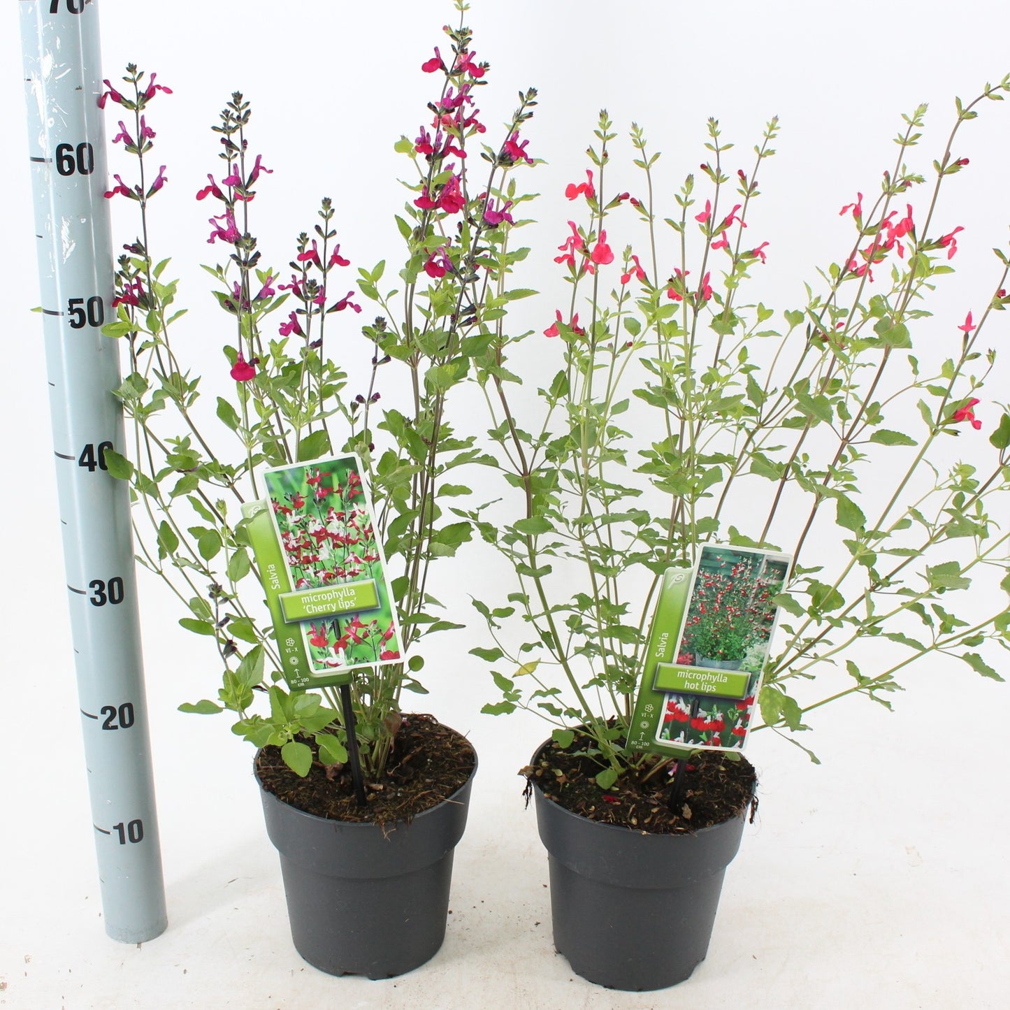 Salvia mic. Salvinio mix 60cm 17cm Pot