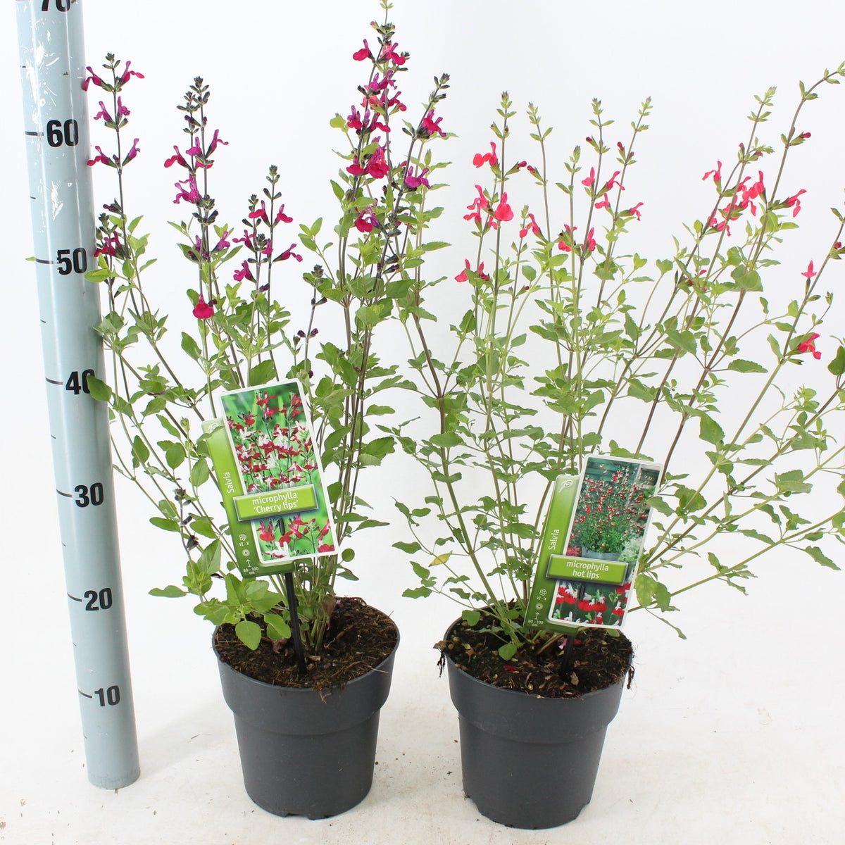Salvia mic. Salvinio mix 55cm 17cm Pot