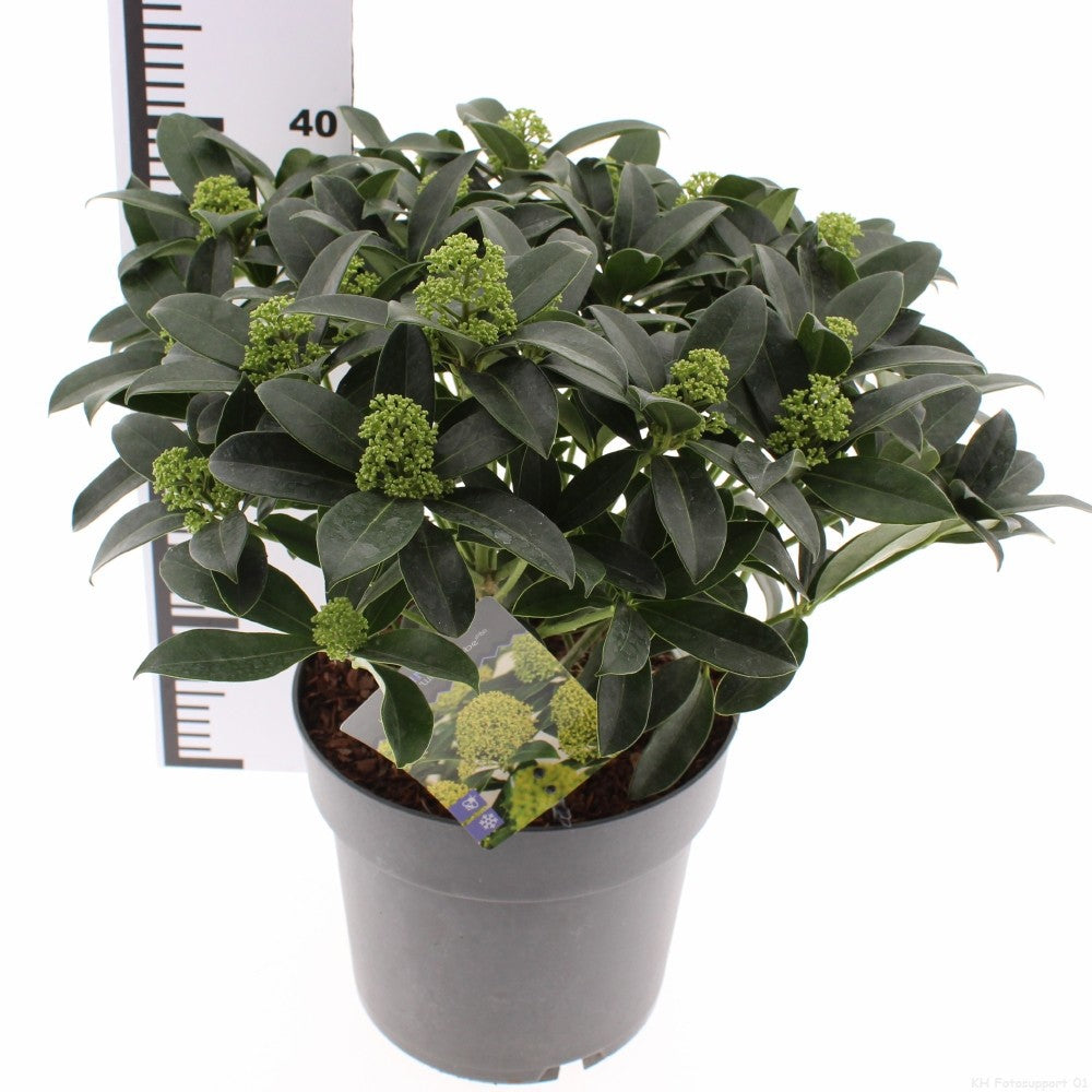 Skimmia japonica Fragrant Cloud 30cm 23cm Pot