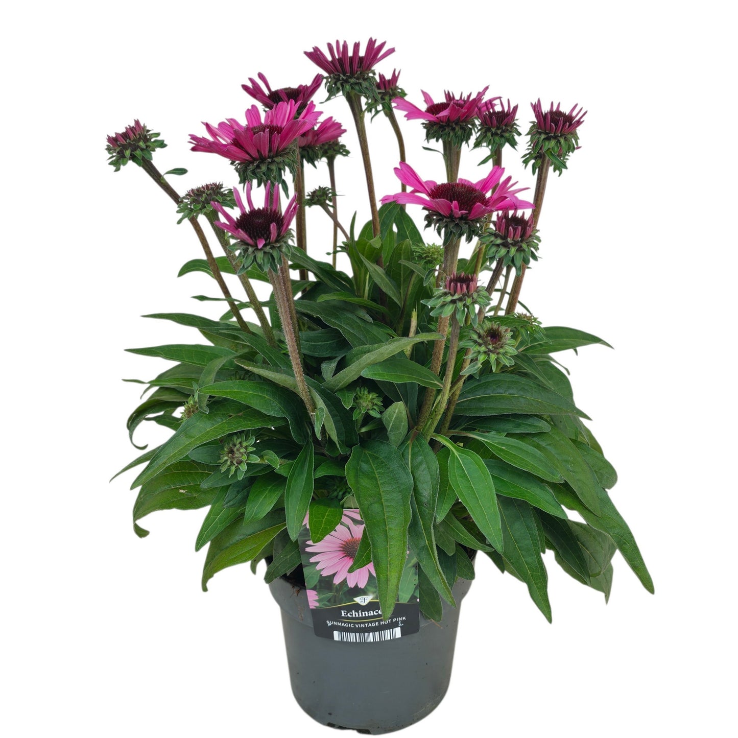 Echinacea Sunmagic Vintage Hot Pink 55cm 17cm Pot