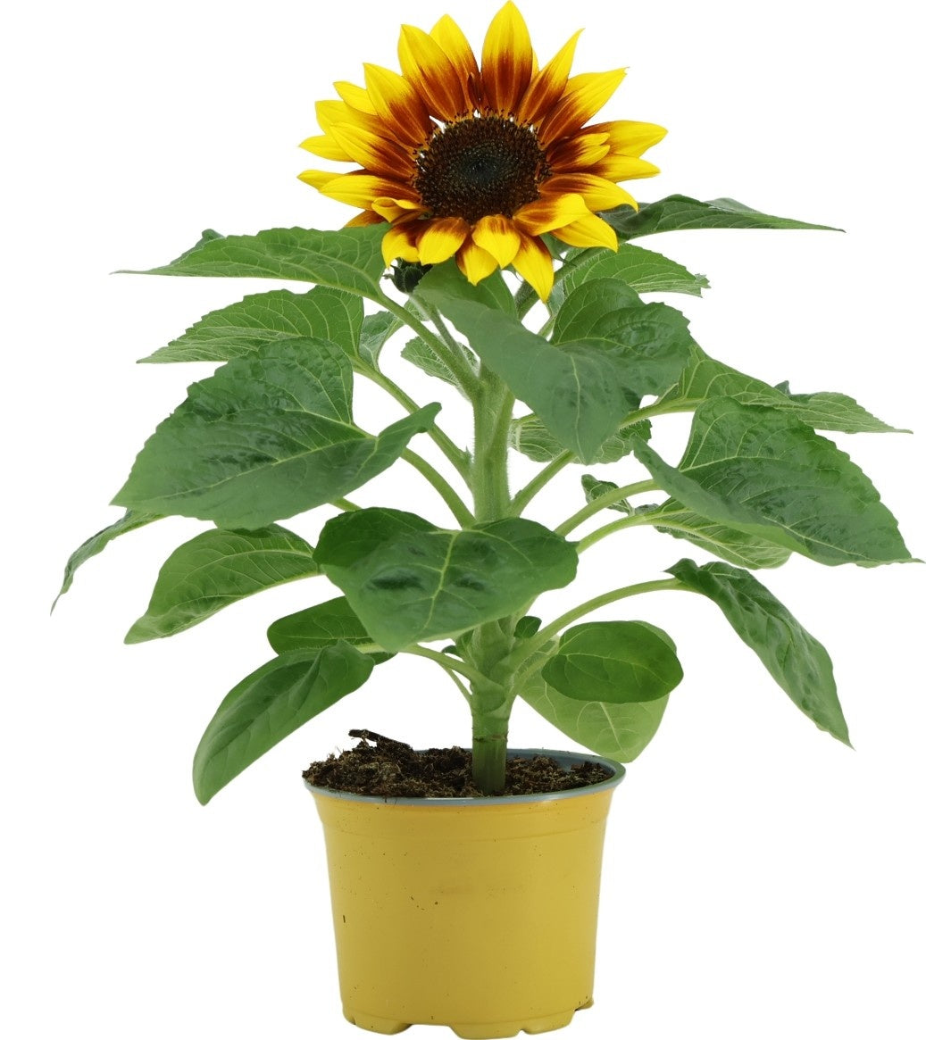 Helianthus ann. Sunsation Flame 30cm 12cm Pot