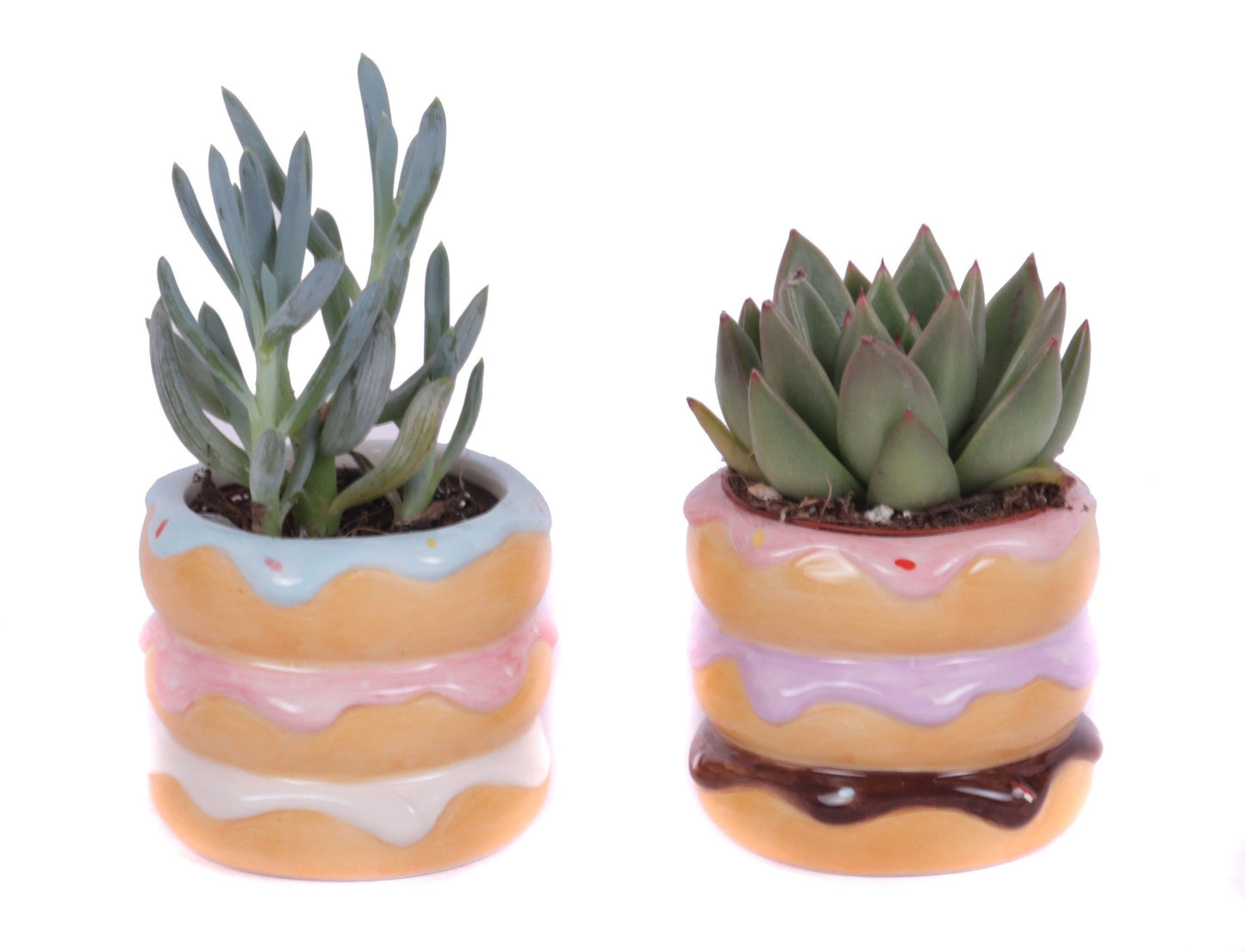 Succulent mix 15cm 8cm Pot