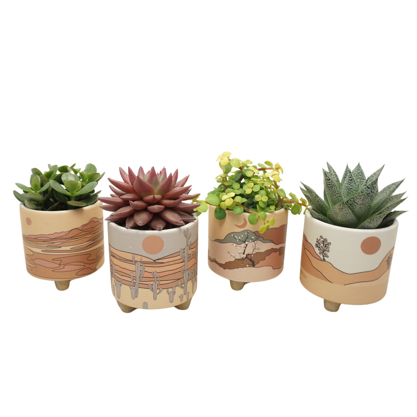 Succulent mix 16cm 8.5cm Pot
