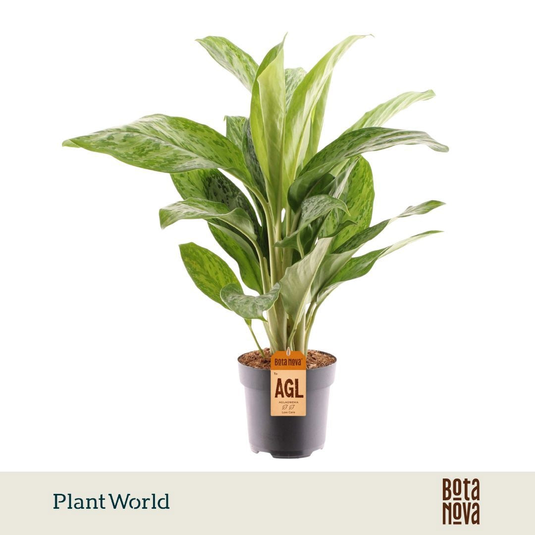Aglaonema Greenlight 65cm 17cm Pot