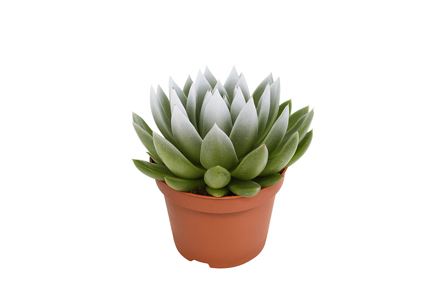 Echeveria colored white 13cm 10.5cm Pot