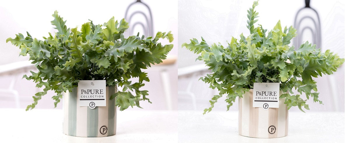 Phlebodium Davana 35cm 12cm Pot