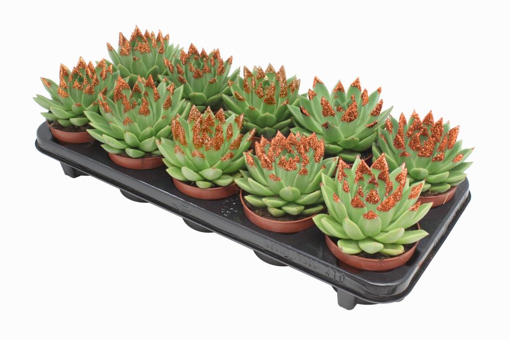 Echeveria Miranda 13cm 10.5cm Pot