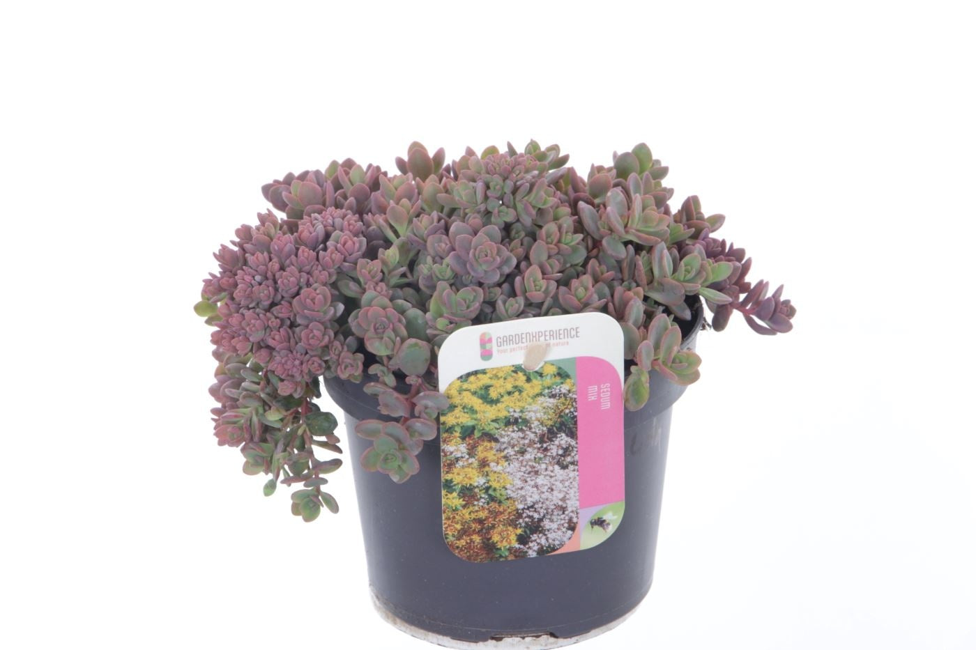 Sedum Lidakense 15cm 13cm Pot