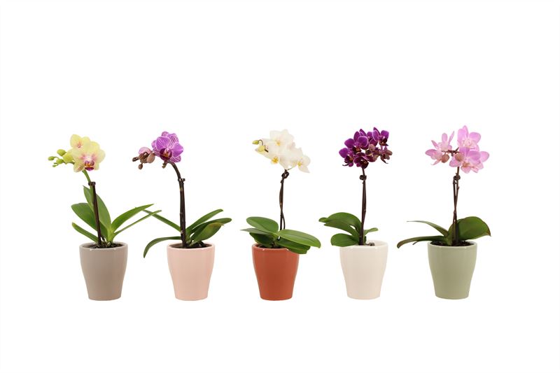 Phalaenopsis hybrid 17cm 6cm Pot
