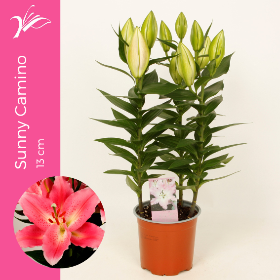 Lilium Sunny Camino 50cm 13cm Pot
