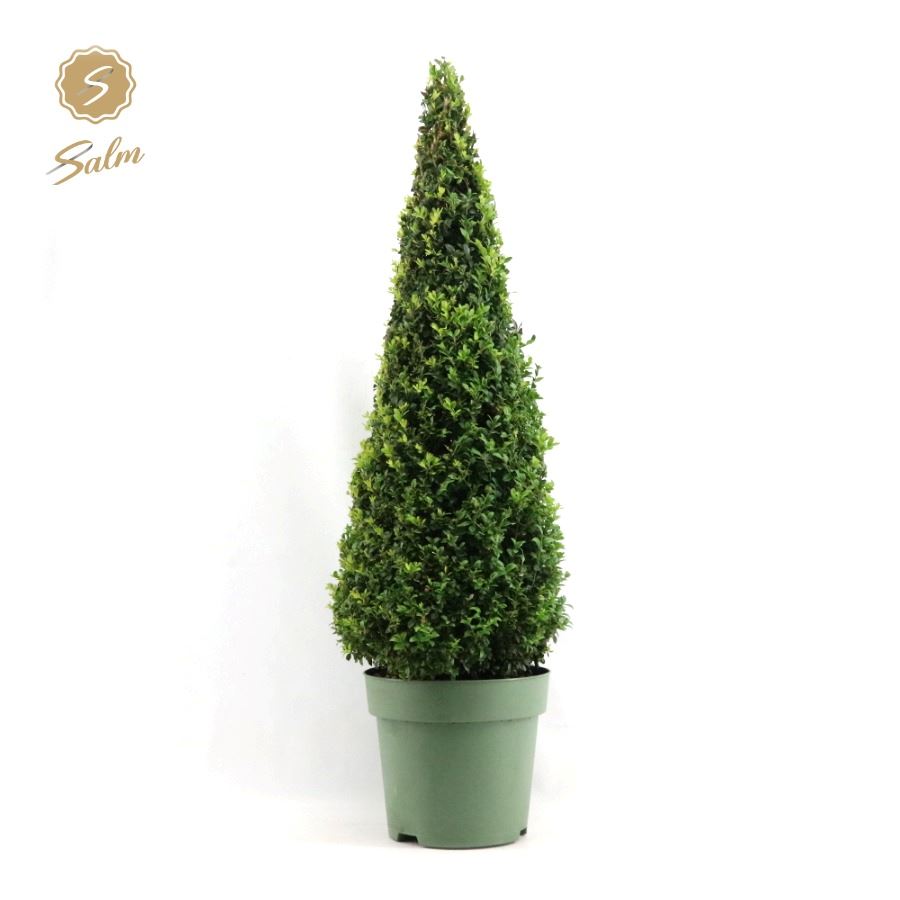 Buxus sempervirens pyramid 90/100 115cm 27cm Pot
