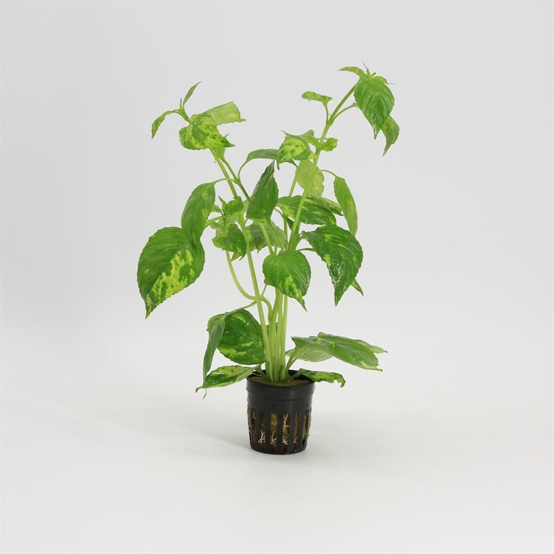 Aquarium plant mix 10cm 5cm Pot