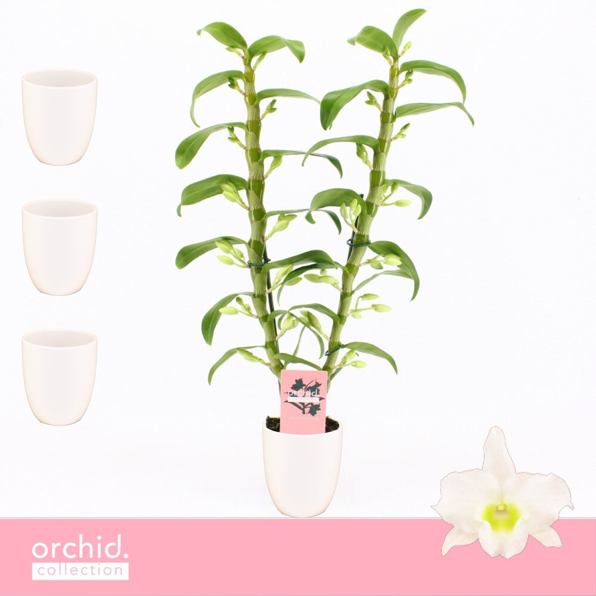 Dendrobium Apollon 50cm 12cm Pot