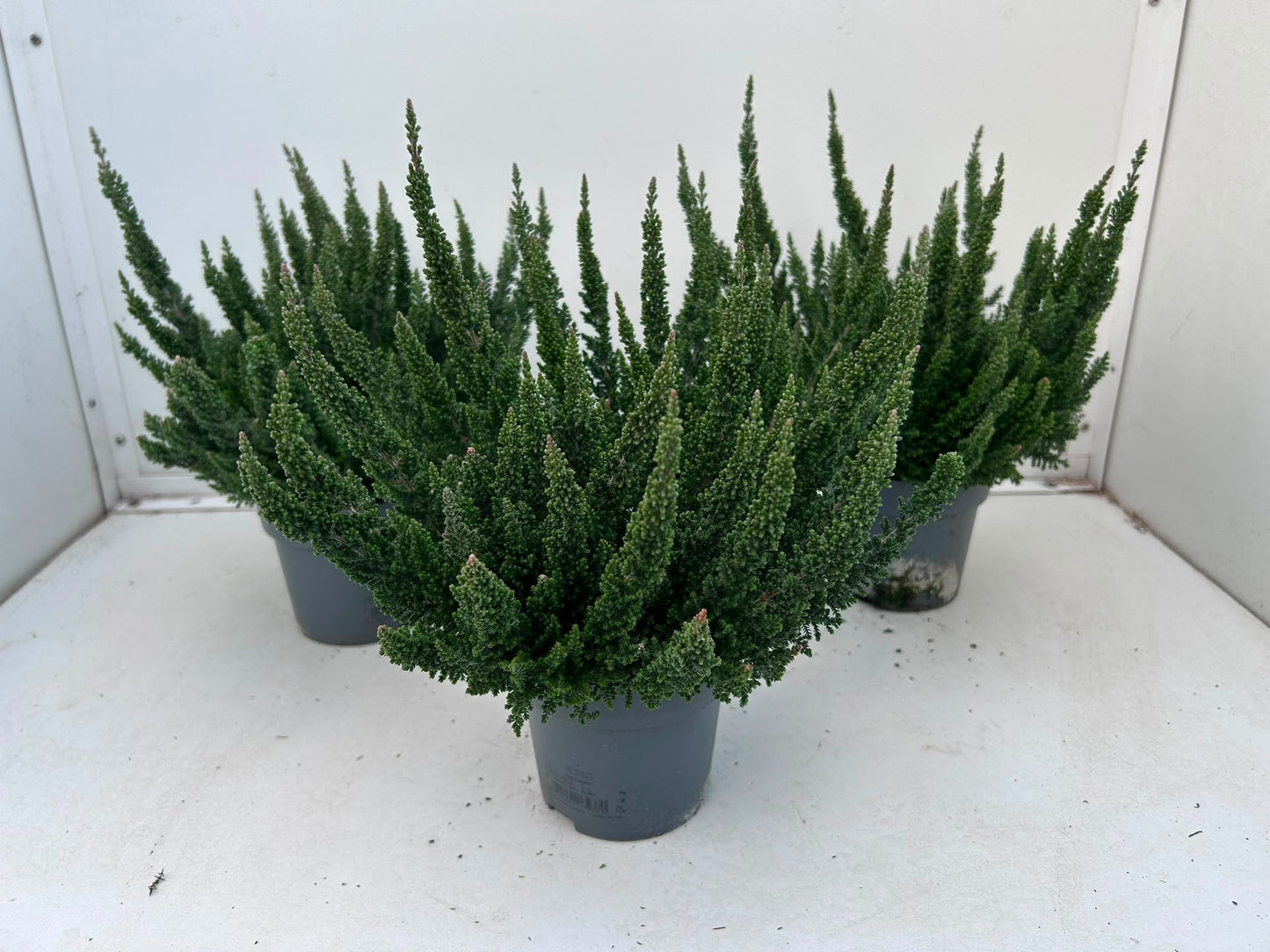 Gartenbau Janshen Gbr Calluna Skyline Cologne Pack of 10