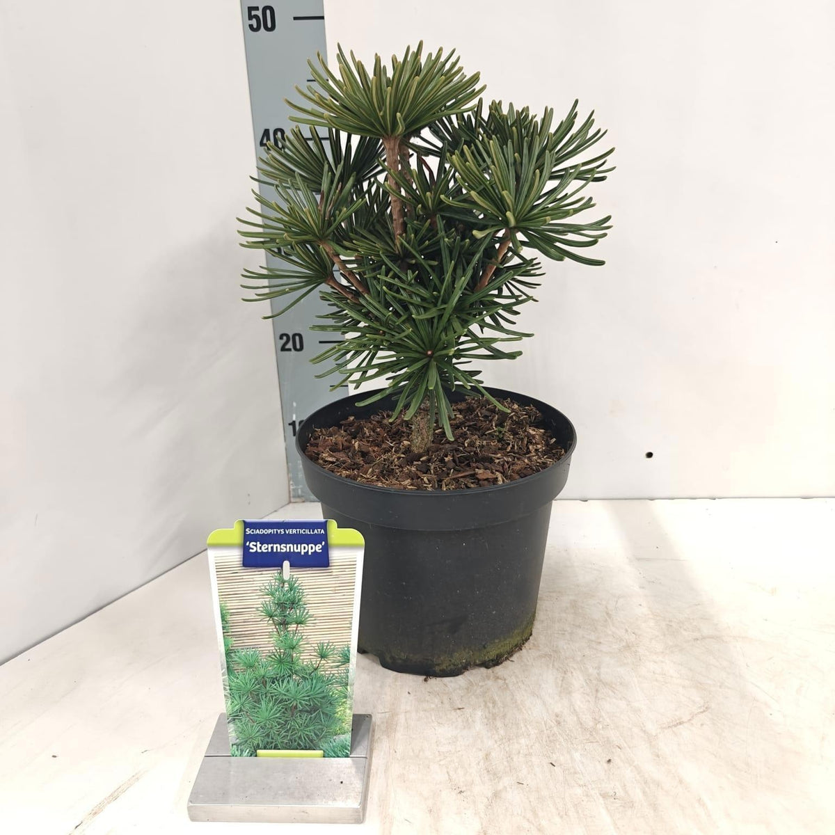 Sciadopitys verticillata 40cm 23cm Pot