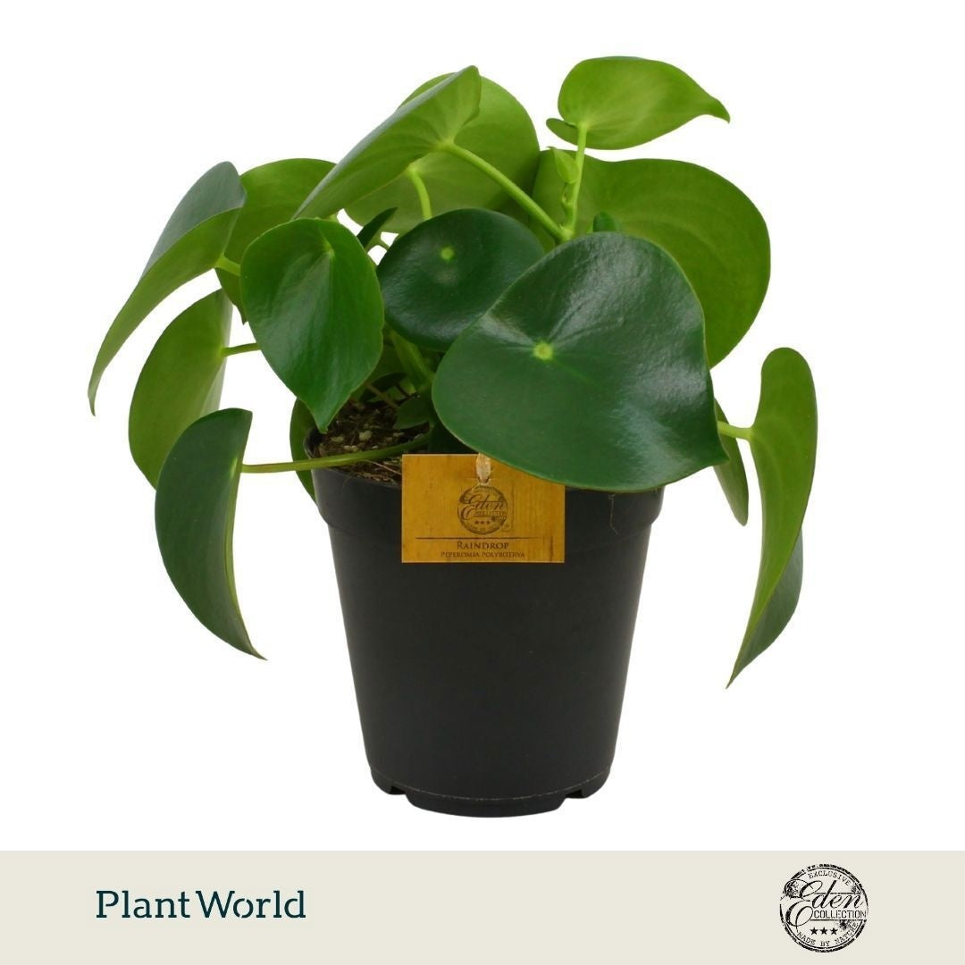 Peperoromia polybotrya 25cm 15cm Pot