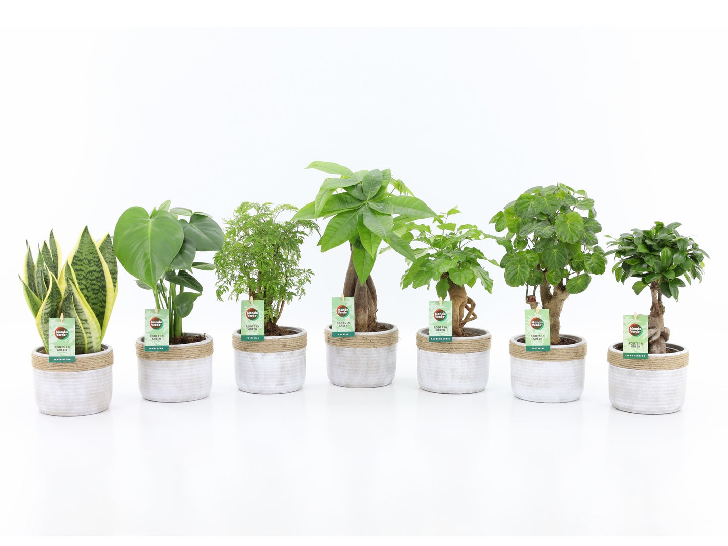 Foliage houseplants mix 35cm 13cm Pot