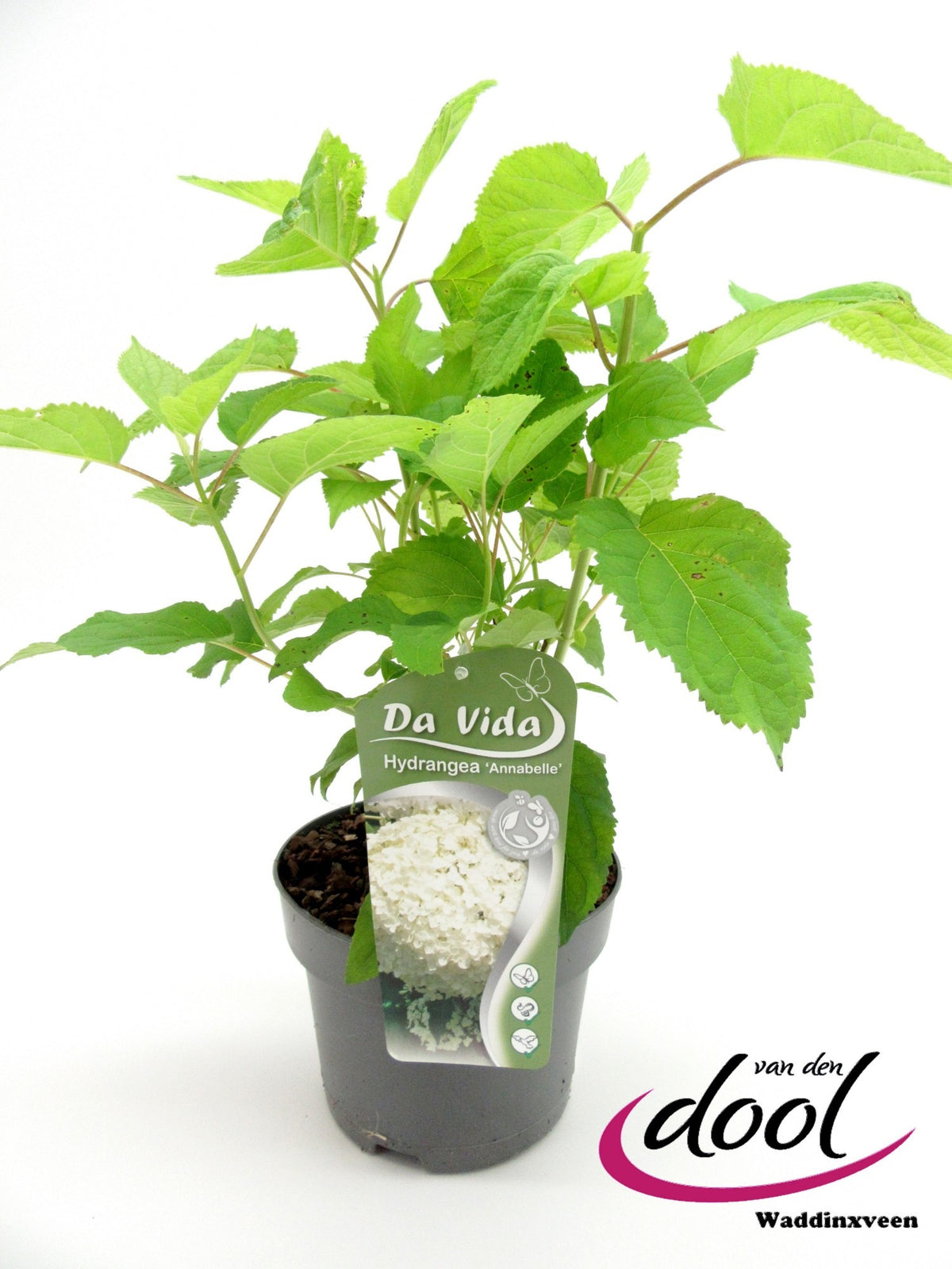 Hydrangea Annabelle 40cm 19cm Pot