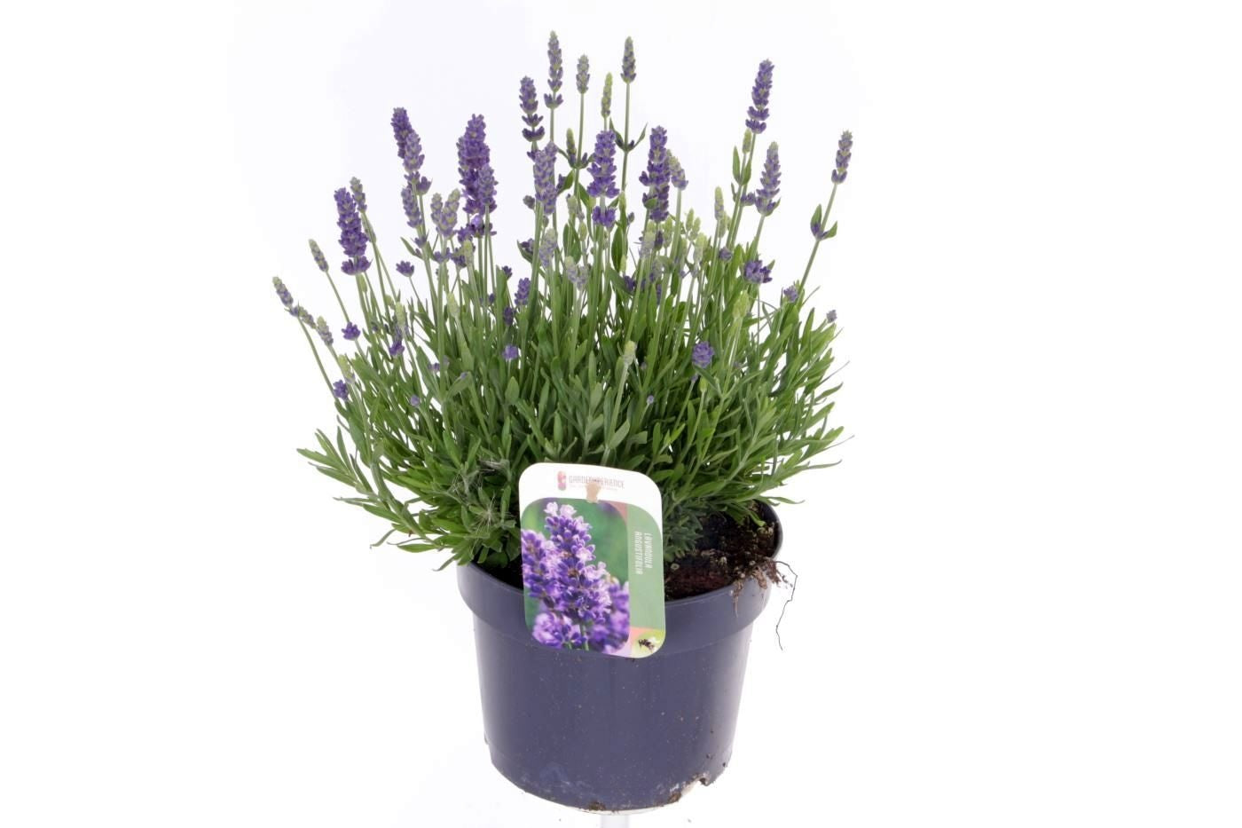 Lavandula ang. Spear Blue 40cm 17cm Pot