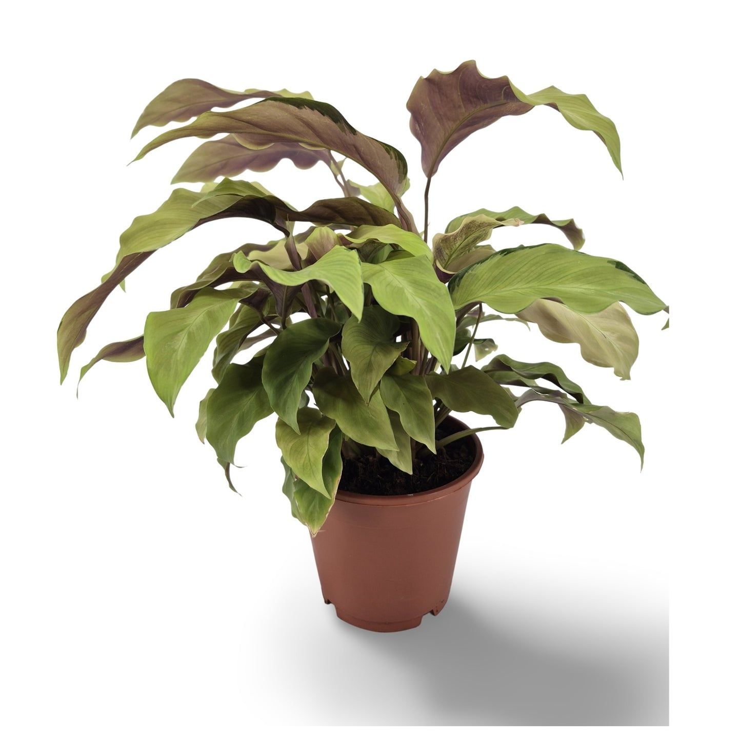 Calathea Fusion Yellow 35cm 14cm Pot