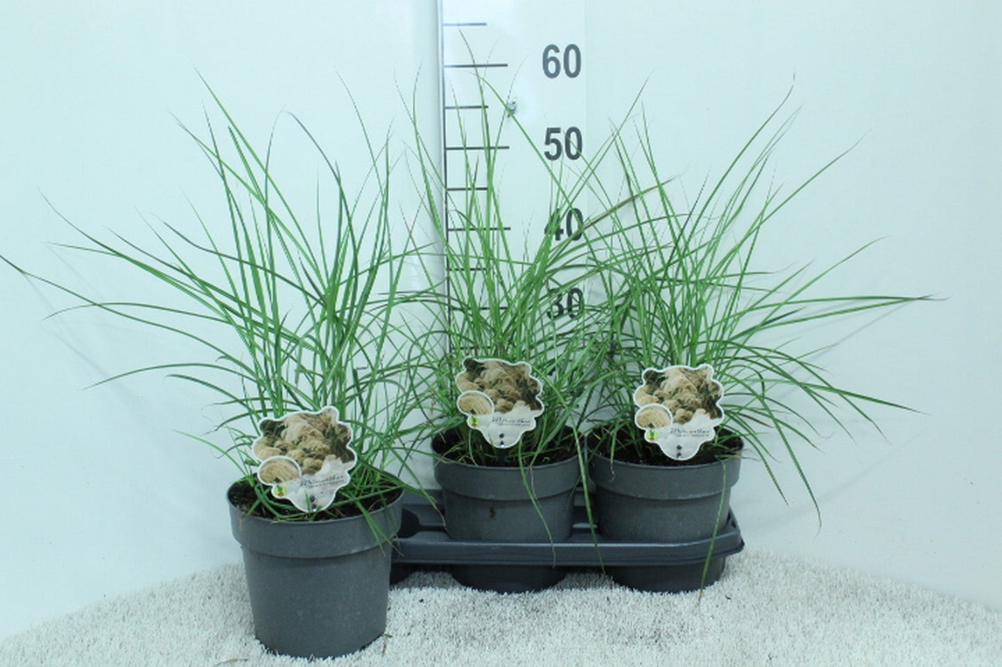Miscanthus sinensis Ferner Osten 60cm 19cm Pot