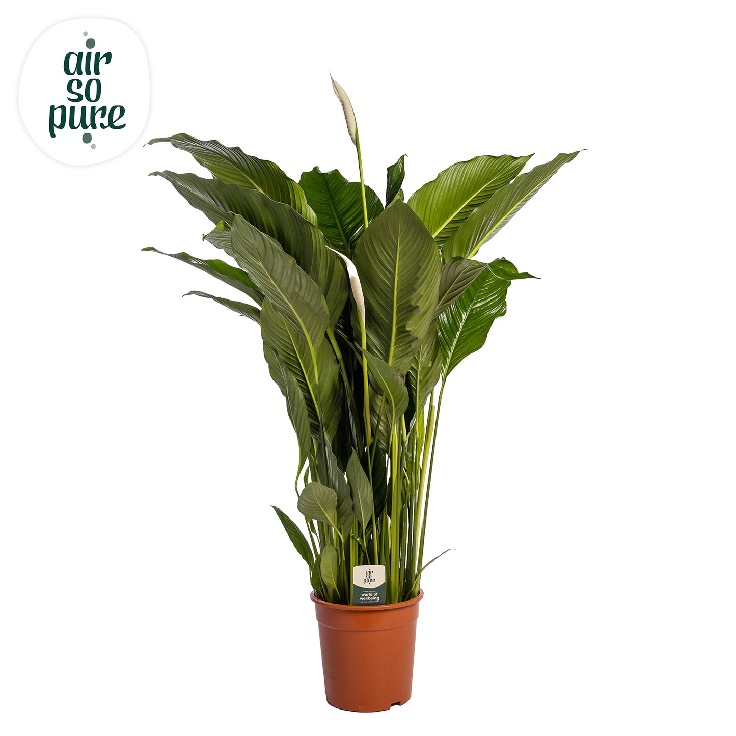 Spathiphyllum Sweet Sebastiano 140cm 27cm Pot