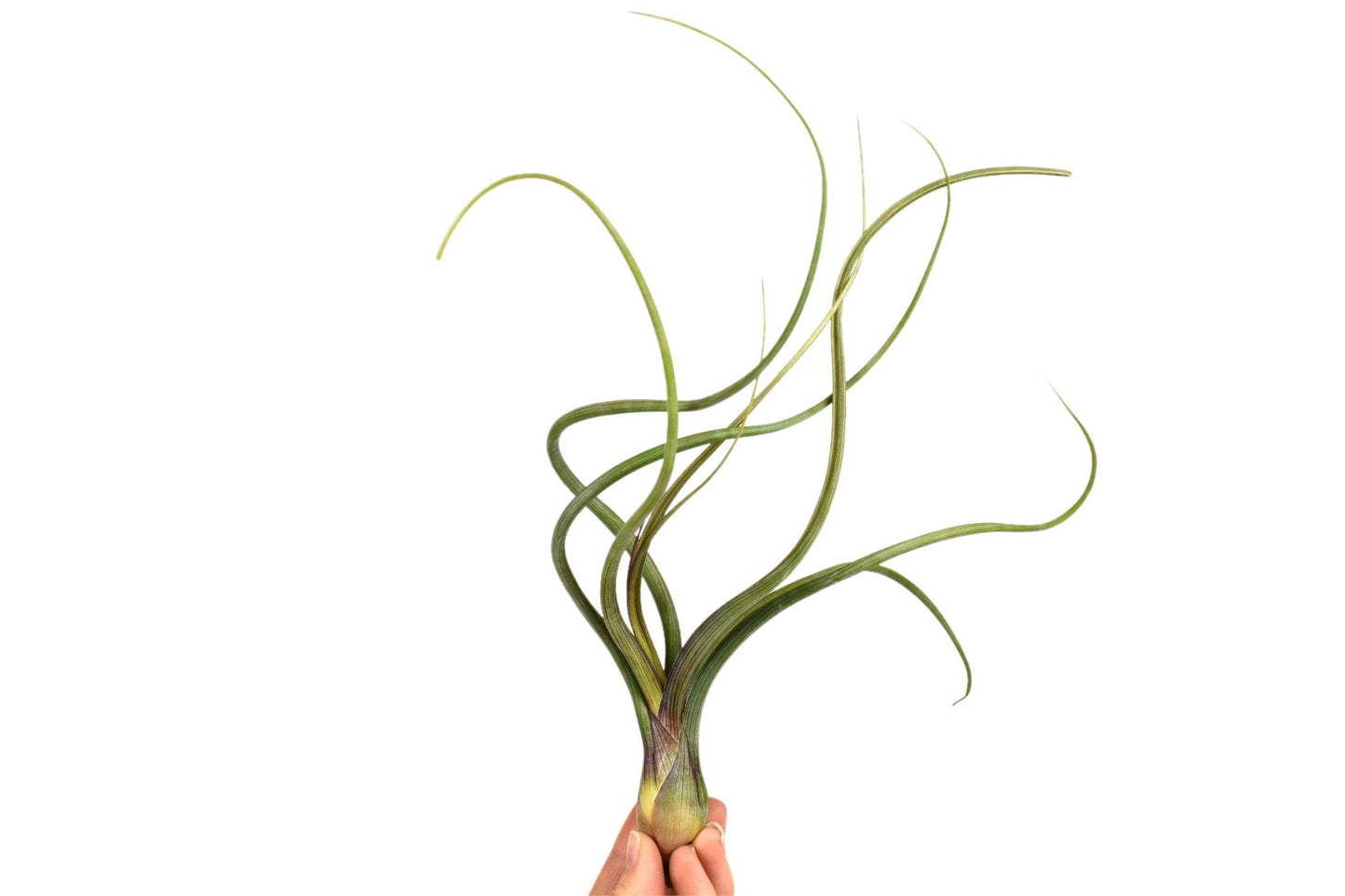 Tillandsia ionantha 15cm 6cm Pot