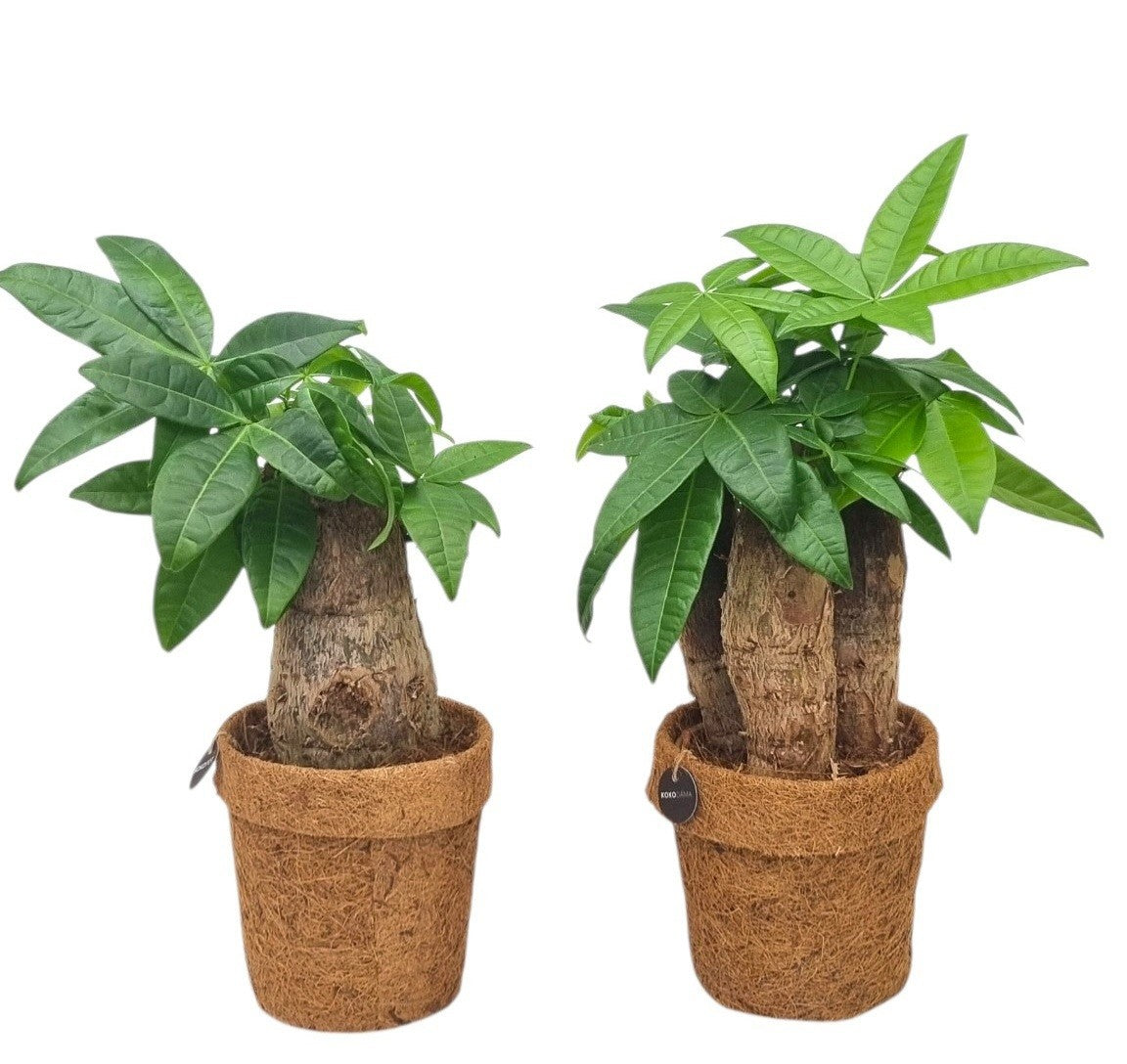 Pachira aquatica 35cm 13cm Pot