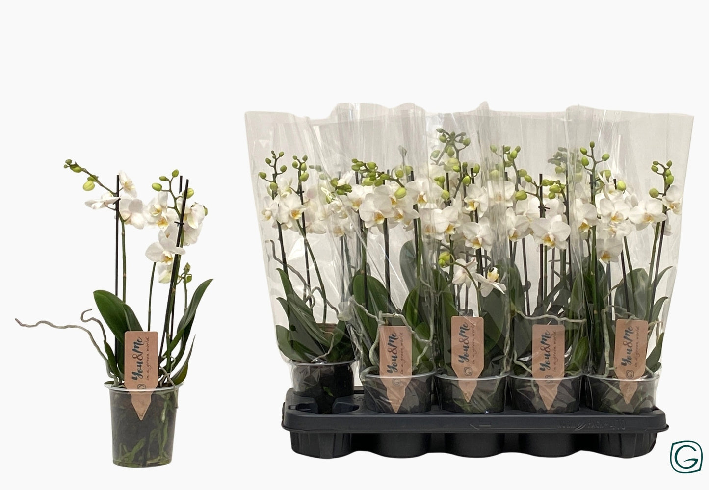 Phalaenopsis multiflora white 38cm 12cm Pot