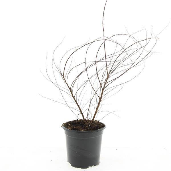 Spiraea arguta 10cm 14cm Pot