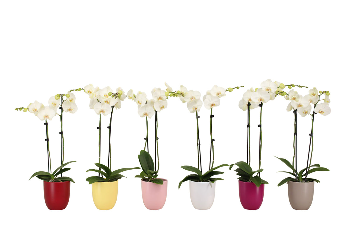 Phalaenopsis white 60cm 12cm Pot
