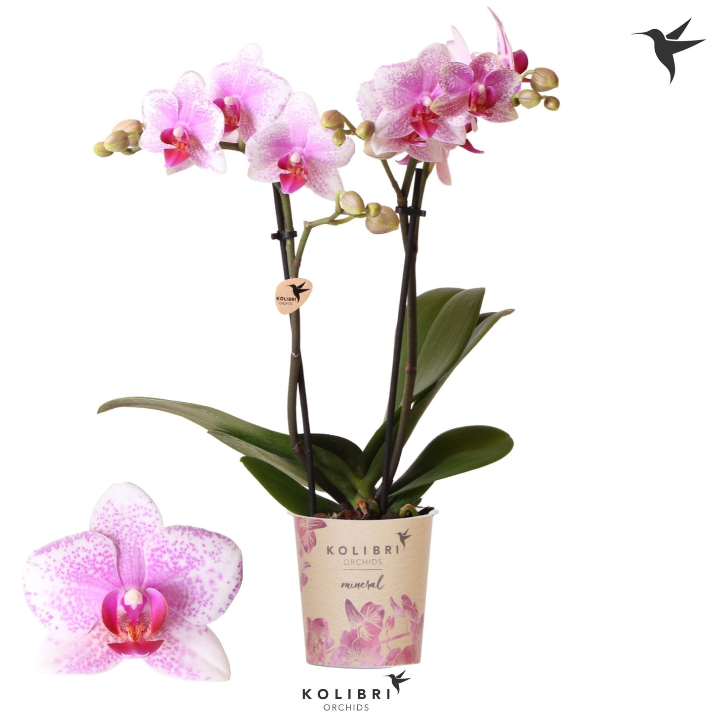 Phalaenopsis Rotterdam 40cm 9cm Pot